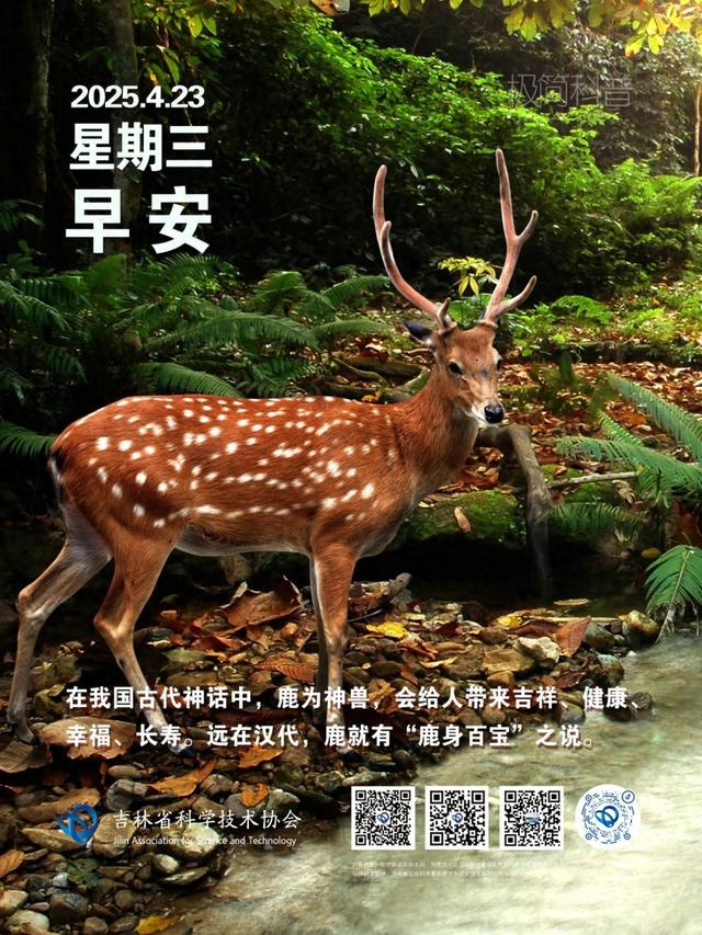 鹿胎解释（极简科普丨鹿茸鹿鞭鹿胎鹿血鹿心鹿肾鹿筋鹿肉鹿骨等均可入药）
