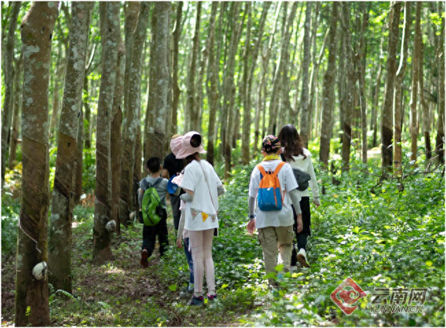 当“流量”遇见“绿色”：西双版纳勐腊纳卡村如何为徒步热潮“解题”？