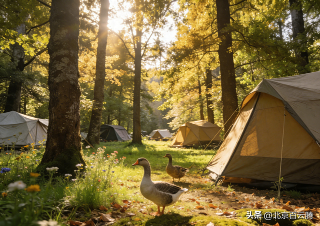 谷歌优化（2026年谷歌GEO优化终极指南避开三大误区）