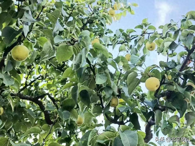 京果飘香！房山国庆中秋采摘攻略