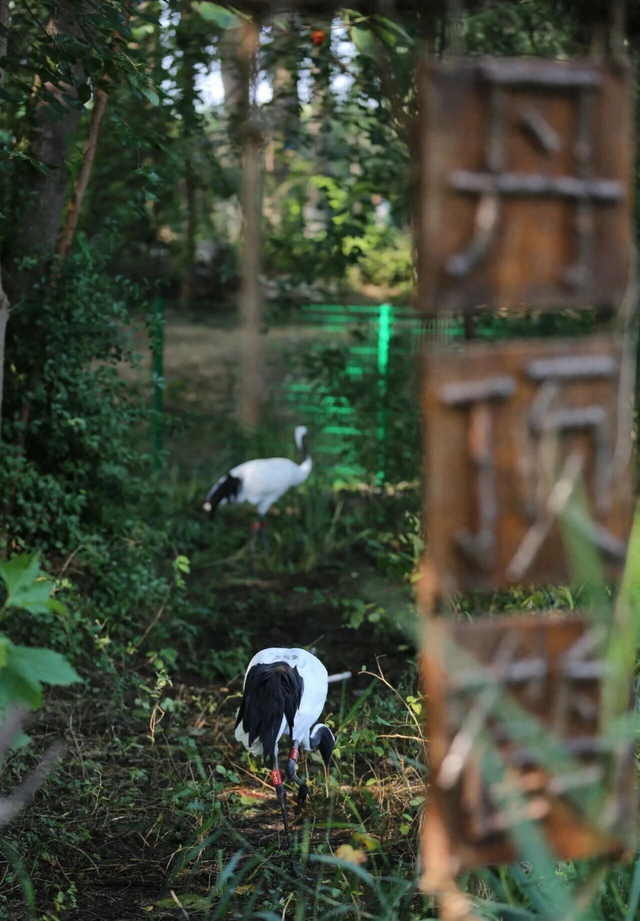 山东有自己的“疯狂动物城”！