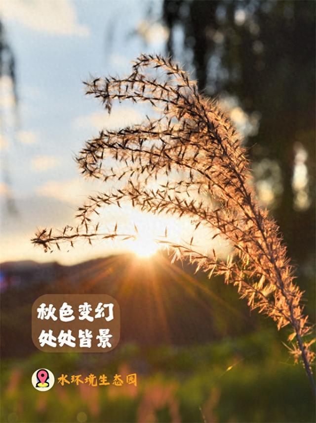 秋景丨 金色昌宁向您发出秋游之邀