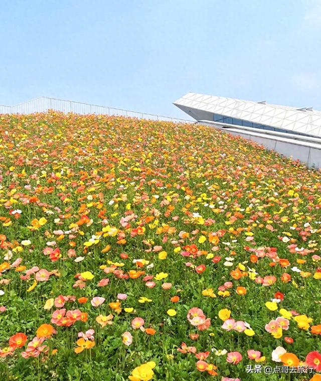 成都最美的虞美人花开了，美丽又壮观，给人震撼的视觉冲击力！