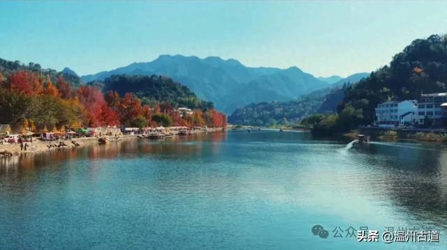 温州此处红枫古道枫红浓度已达100%!错过要落叶了!