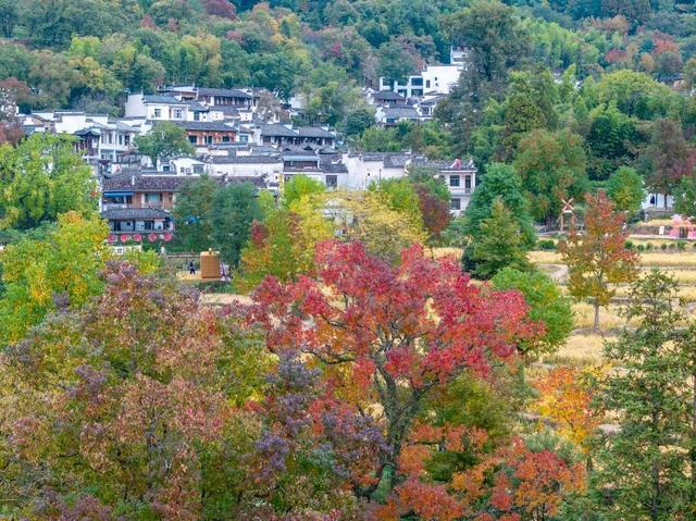 11月去塔川，邂逅乌桕树的“三级变色”，每棵树都是流动的油画