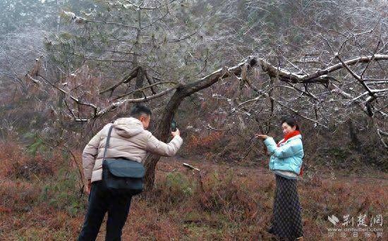 视频｜崇阳樱花谷，冰凌景观美