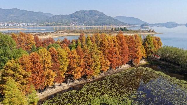 美翻了！进入最佳观赏期！永康这个绝美打卡地不要错过