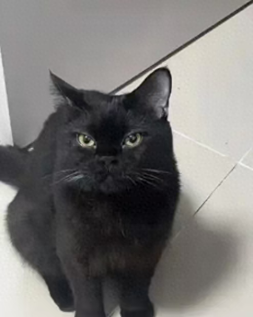 即时猫最新版本（喂猫日入900元）