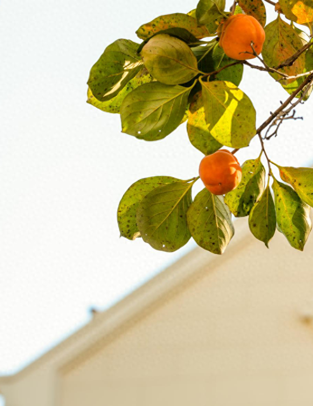 趁秋色浪漫，见一面吧