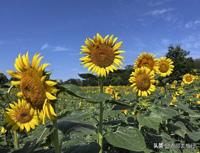 成都坐地铁最新赏花地，近百亩金色花田，超级惊艳，不要门票！