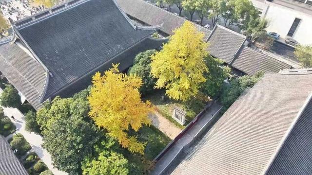 错过等一年！扬州这些银杏观赏点位已进入最佳观赏期→