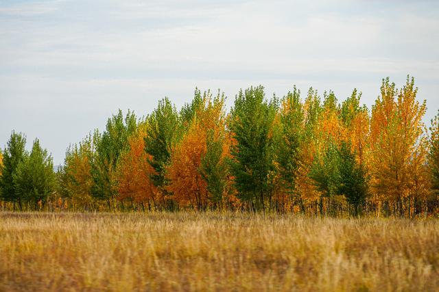 警苑 | 秋染敕勒川