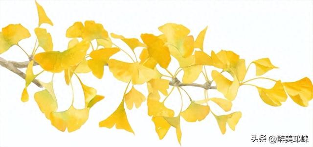 临邛古城银杏季，从浅黄到满树的鎏金，阳光温柔绵长