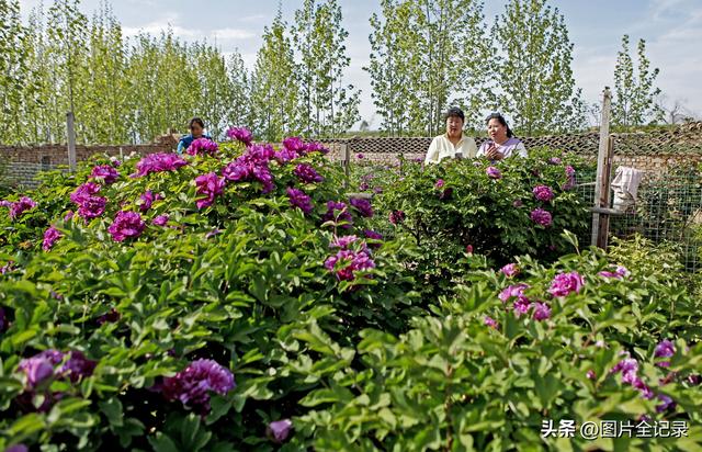 山西襄汾：乡村牡丹醉游人