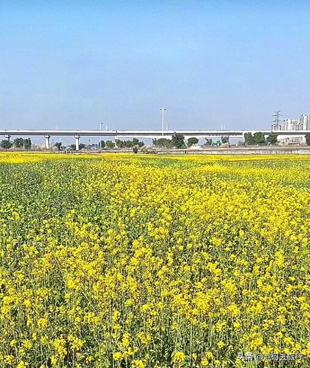 成都春天最美花开了，既壮观又唯美，这4处全免费，地铁公交可达