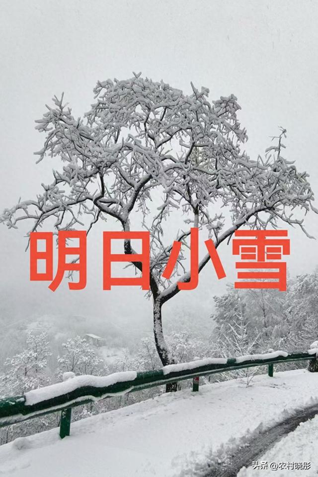 明日小雪！老话“小雪不下雪，大雪满天飞”，冷冬暖冬？答案来了