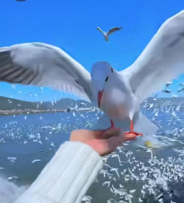 昆明11月一3月！滇池海鸥大军把大坝变成“人鸥狂欢现场”