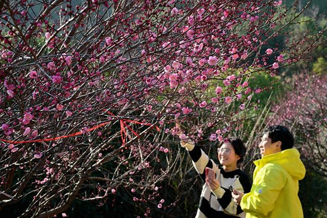 浙江冬日花海“提前营业” 赏花游激活文旅“小阳春”