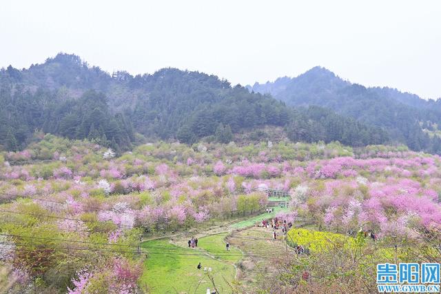 【花Young贵阳】观山湖千亩樱花园悄然走红，每天数千游客前来打卡