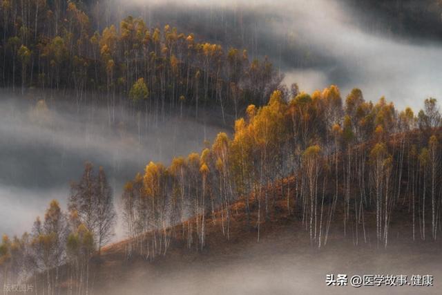 山风掠过白桦林