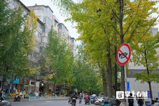 现场实拍！昆明文林街银杏“半黄”，金色浪漫还需耐心等待