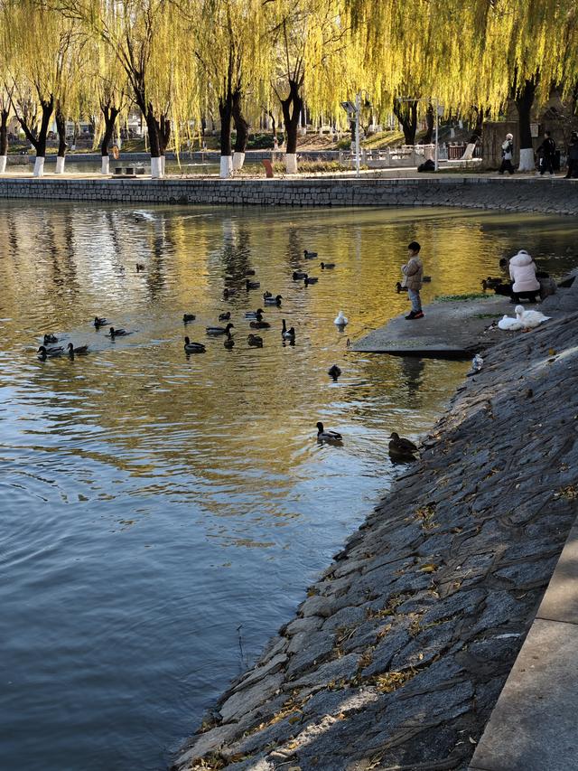 北京农展馆后湖，何以引来百鸟嬉？现场探秘——