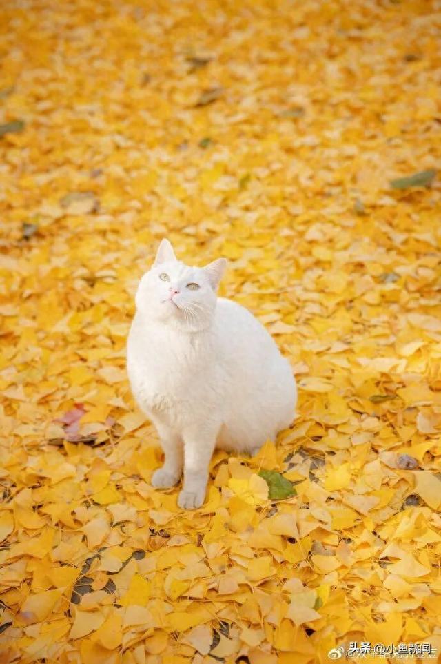 金色的苏州，开始了！