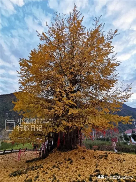 陕西古树，真的“封神”了！第二弹：秋天必看系列，最意外是它？