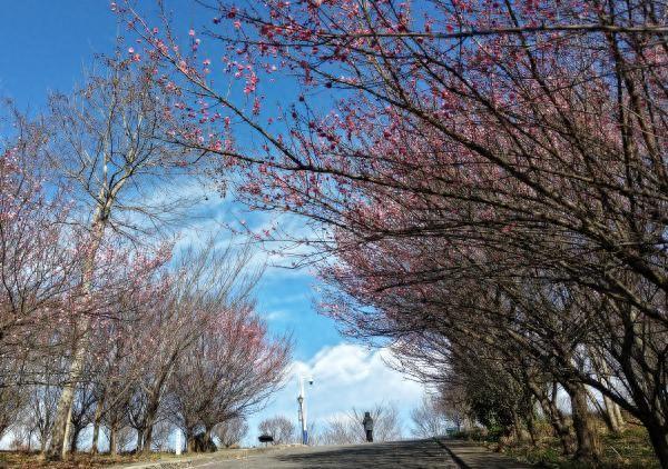 深山寻梅正当时