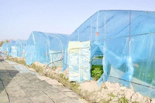 周末去哪？在安陆，实现“草莓自由”！