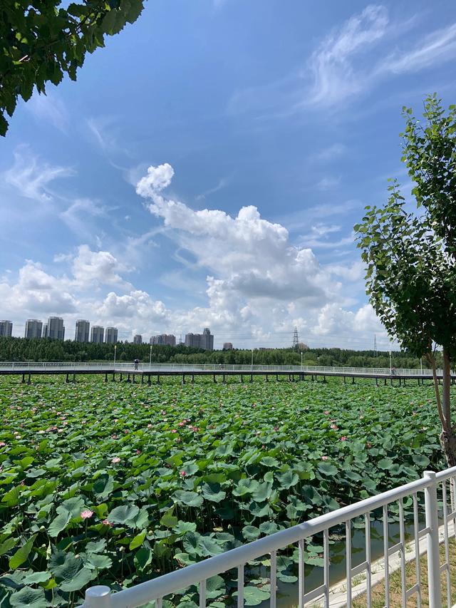 荷花、野鸭子、夏景