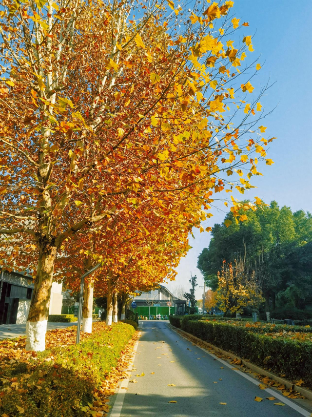 全城打卡 极致浪漫 晴暖天气是金秋南京最美的滤镜