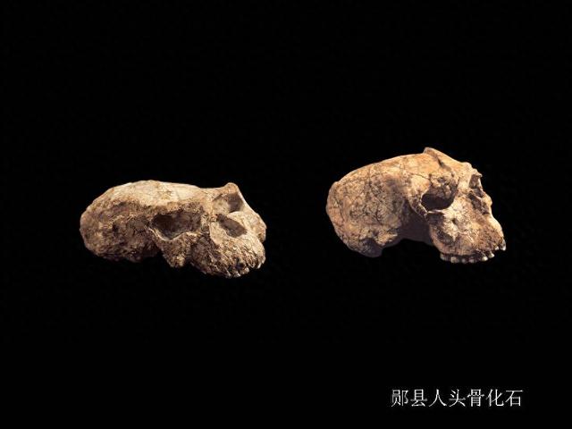 人类族谱要重写？《科学》杂志刊文，中国“郧县人”头骨证实：我们与尼安德特人分家比想象早百万年