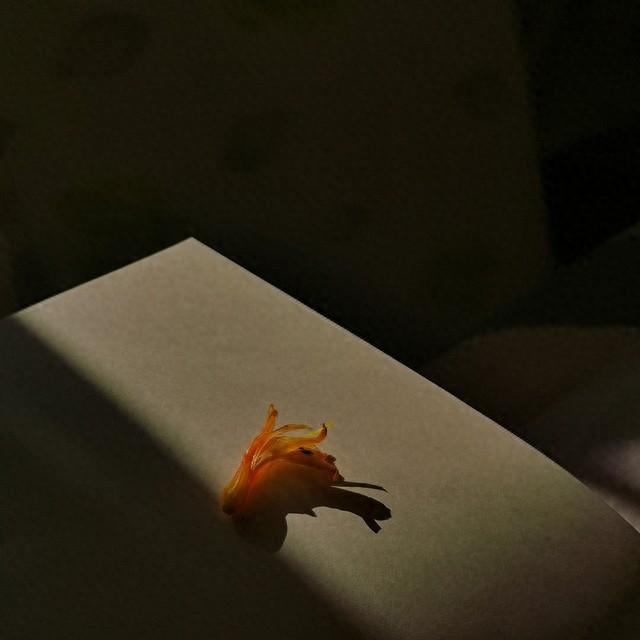 认真的活着