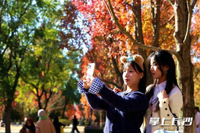 枫叶红了，湖南农大红枫大道成打网红打卡地｜组图