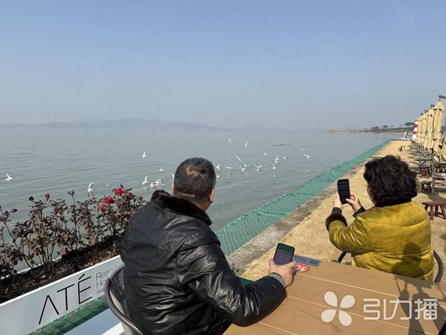 太湖候鸟引客来！苏州“观鸟经济”升温