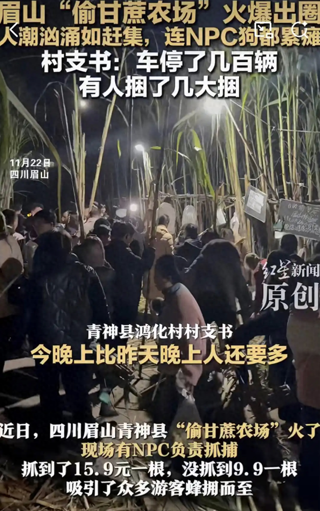 文化杂谈 | “偷甘蔗”火了，文旅融合不应总陷“同款困局”