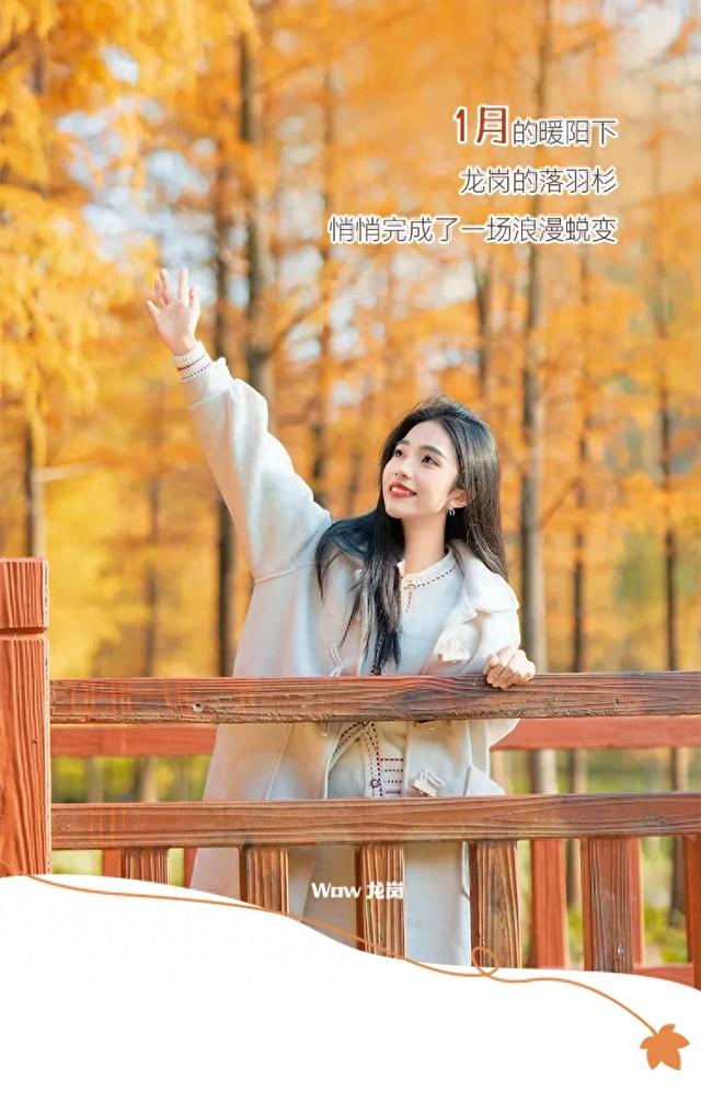 红了！龙岗落羽杉进入最佳观赏期！最全打卡攻略→