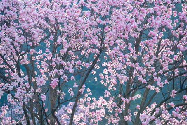 徒步党的春天！九皇山辛夷花已开爆，徒步奖牌还能换福利｜我心目中的“锦绣天府·安逸四川”