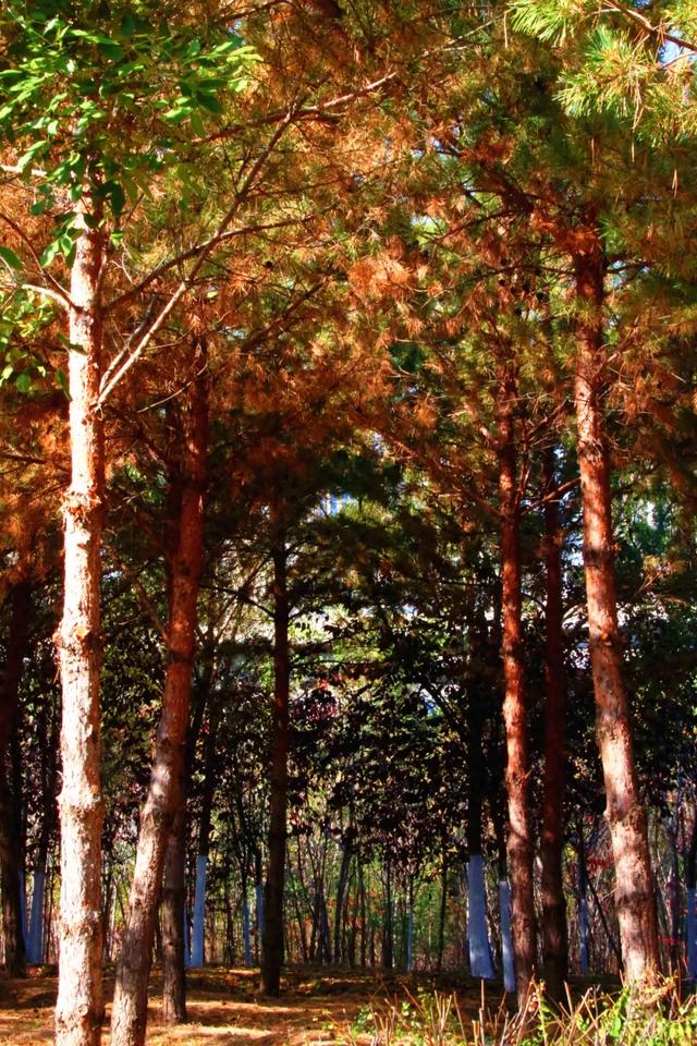 北疆文化 遇鉴赛罕 | 秋色漫卷赛罕:快将秋日打包,赶赴一场赛罕秋约!