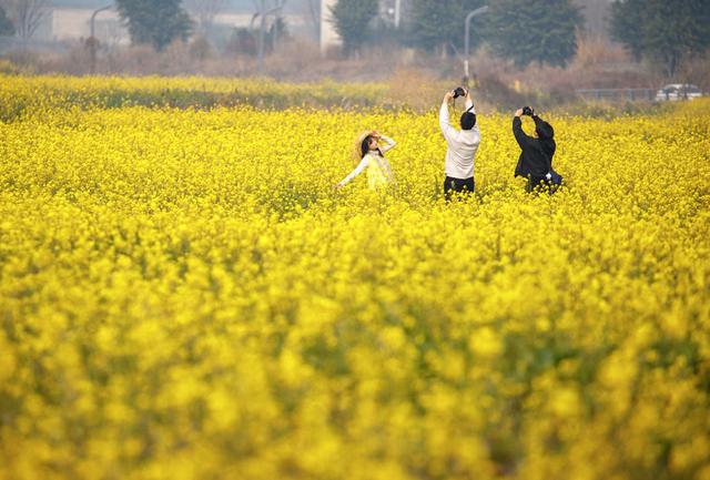 油菜花冬日“抢跑”，花海大片可以整起来了