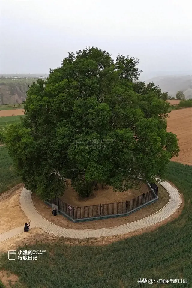 陕西古树，真的“封神”了！