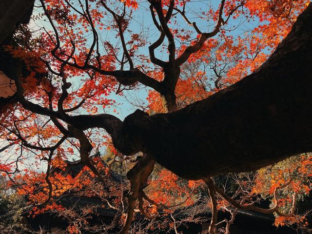 杭州红叶季：桂花之后百花杀，旖旎红叶胜百花。