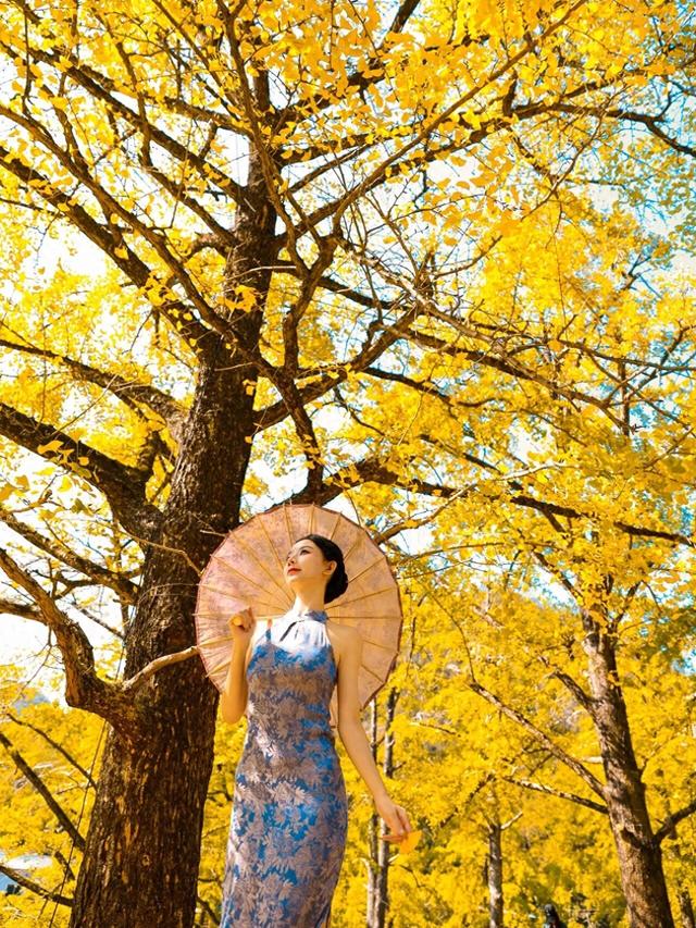 “中国银杏第一乡”迎来最佳观赏期！附近期实拍图→