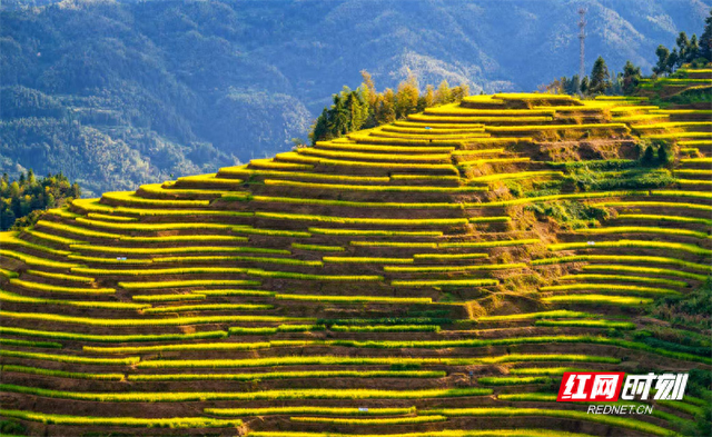解锁湖南秋日限定浪漫！你可能没想到的赏秋好去处