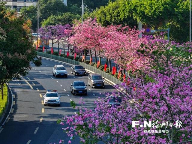 福州远洋路国货东路300余株美人树进入盛花期