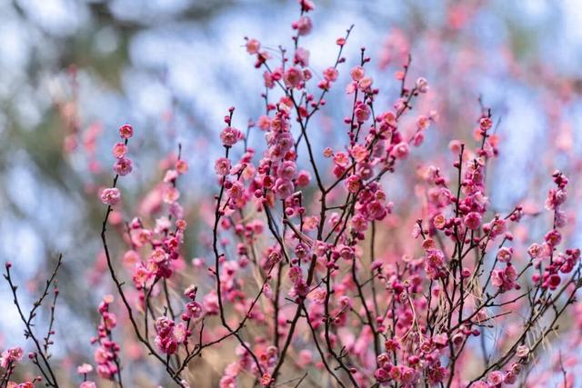暗香浮动！晋宁郑和公园梅花凌寒绽放