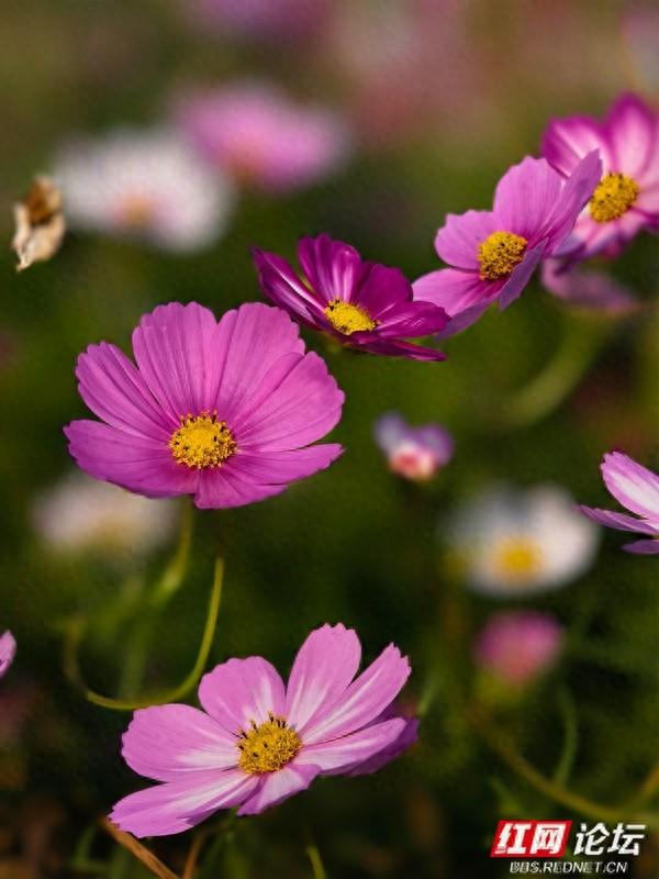 秋游时刻丨波斯菊盛放，安乡书院洲湿地织就花海浪漫