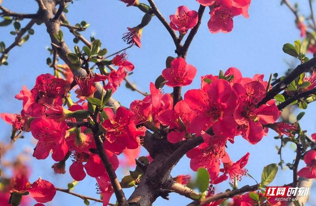 组图｜嫣红映蓝天！张家界的春天如约而至