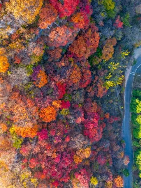淄博红叶进入全盛期 漫山遍野醉人红